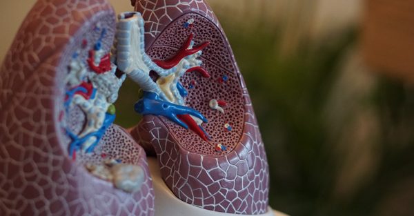 lungs