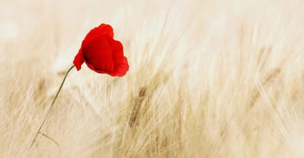 Remembrance Day